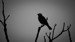 Dark site of life