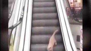 funny animals