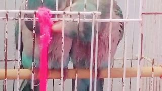 Blue moon Baby parrot Sweet Beautiful ????❤️????❤️????❤️❤️????