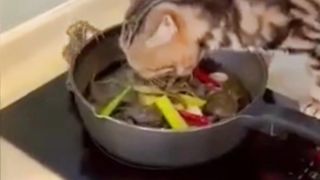 The Ultimate Collection of Cute and Funny Cat Videos