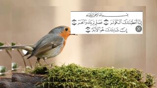 Tilawat surat kosar