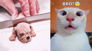 Funniest Animals - Best Of The 2021 Funny Animal Videos #72