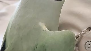 Green parrot sound