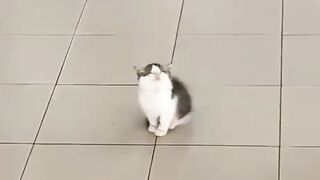 Кошка.кошки,????????????????????
