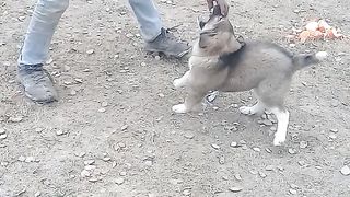 Dog play