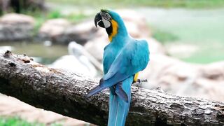 Interesting facts about Parrots