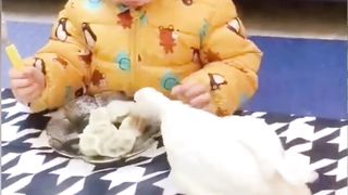 Funny Animals