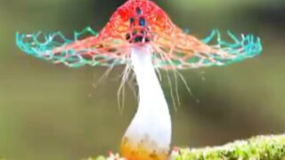Amazing plants in world