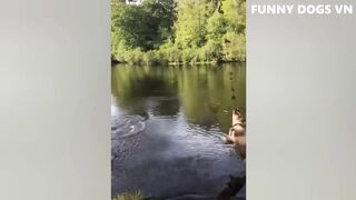 Funniest Animals videos 2023 Funniest Dogs And Cats