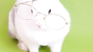 Funny Video