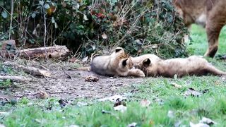 Lion baby#animalvideo