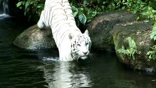 Big lion#animalvideo
