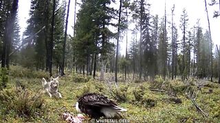 15 Epic Bird Attacks Caught on Camera.