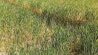 Crop field