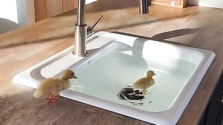 Bad day Just watch this Pets