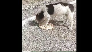Dog puppy is very hungry