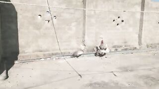 Clean the chicken coop