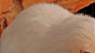 Cute cat