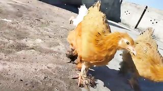 Prepare chicken feed for winter at home