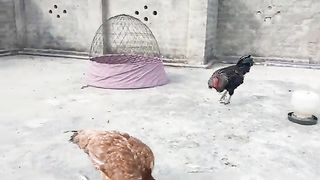 Treatment of sore throat in hens