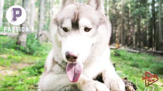 Beautifull Dog New 2023