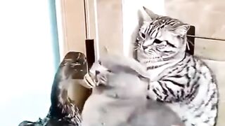 Funniest animals