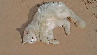 Cuteee cat funnyyyy
