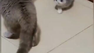 Funniest animals