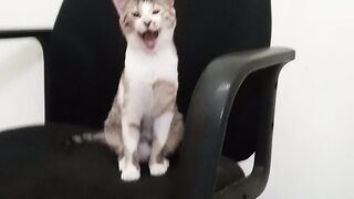 Tor you want Video you have