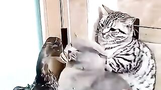 Funniest animals