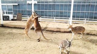 Funniest animals