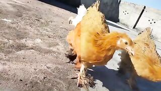 Most effective antibiotic in chickens
