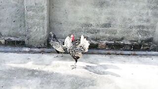 Parindon ko sardi se bchayen  Garam pani_kehwa