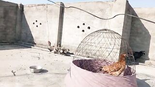 Treatment of paralyzed legs  hens