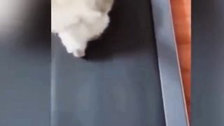 Cat funny moments