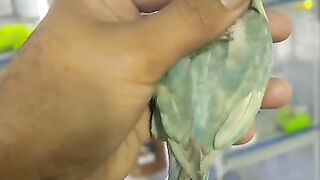 Birds Videos