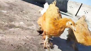 Treatment of impacted crop in hens