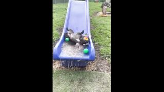 Funny pets That will absolutely Brighten up you day