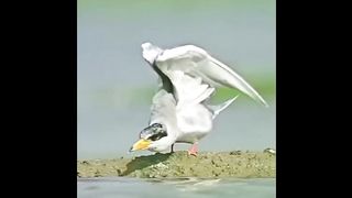 Bird  ????️????️