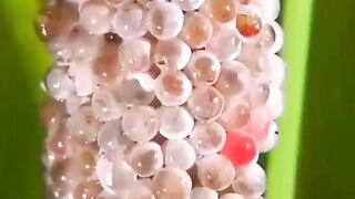 Snail.amazing nature