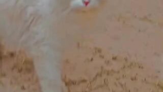 Cute Mano