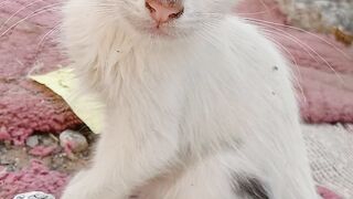 Cute Cat