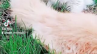 Cat very cute
