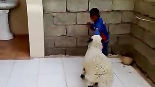 fuuny vedio