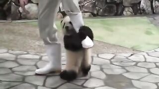 Funny panda videos #5