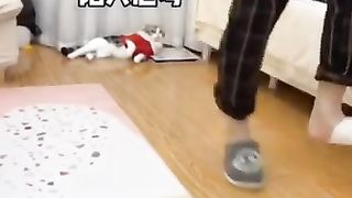 Funny video