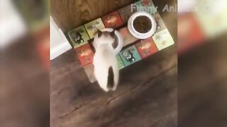 Funniest cats and dogs compilation| Funny cats moments 2023