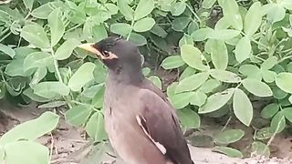 Amazing bird