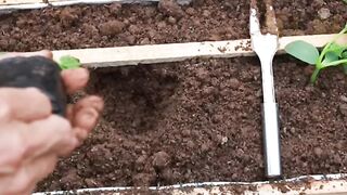 Science technology vegitable