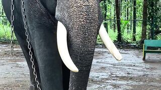 what a big elephant